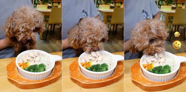 森林小徑文心店对宠物超友善