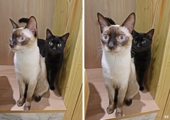 森林小徑文心店对宠物超友善